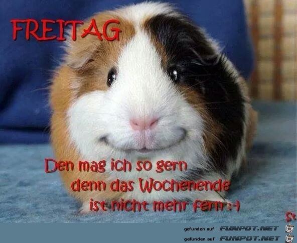 Freitag Freitag