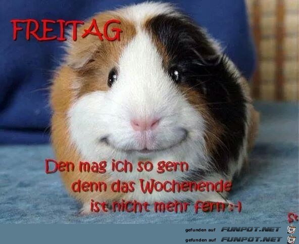 Freitag