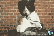 gif Katze als DJ gif Katze als DJ