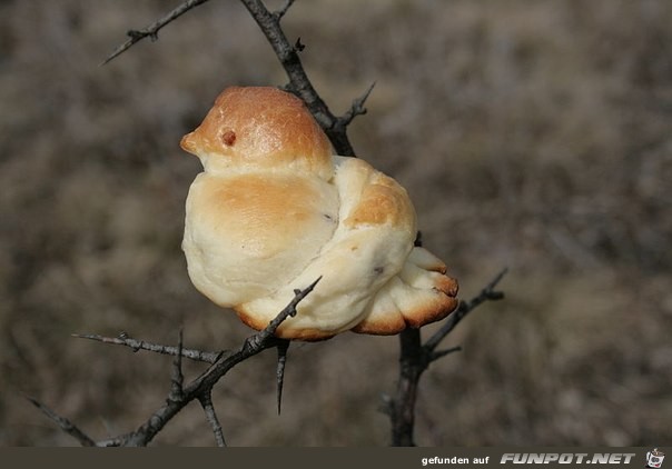 Gebackener Vogel Gebackener Vogel