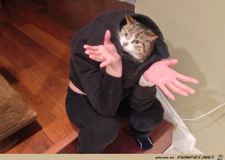 Katzenmensch Katzenmensch