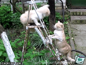 gif streitende Katzen gif streitende Katzen