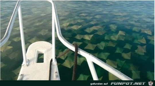 Rays-gathering-in-the-ocean