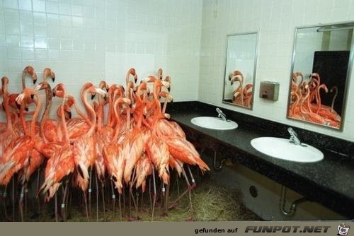 Flamingos-in-a-bathroom-before-Hurricane-Andrew