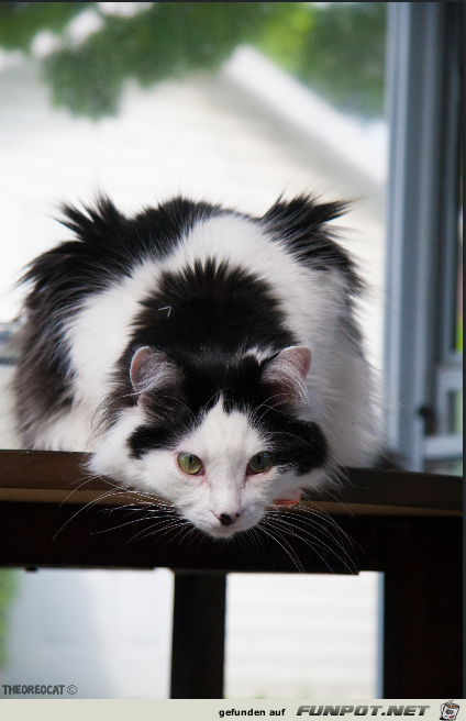 lauernde Katze lauernde Katze