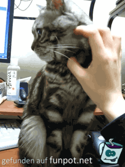 Katze streicheln Katze streicheln