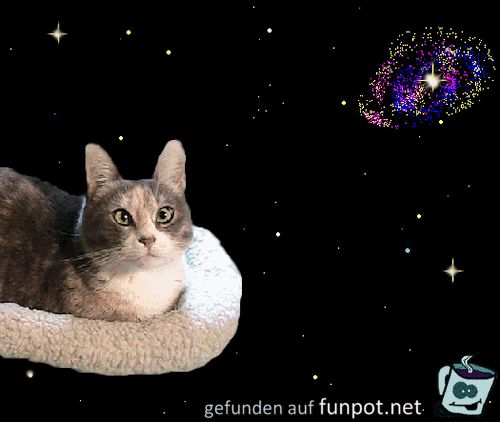 Katze im All Katze im All