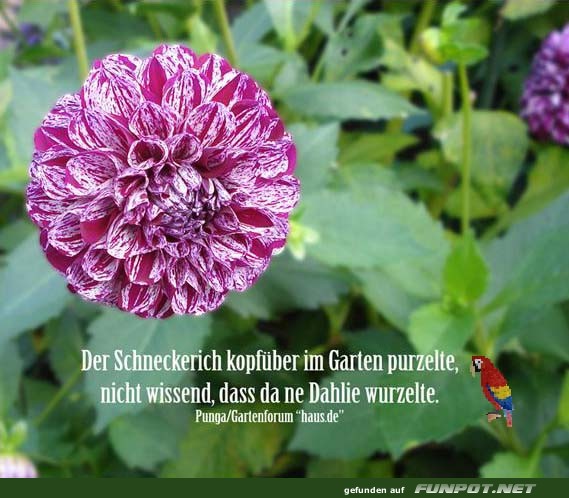 Der Schneckerich Der Schneckerich