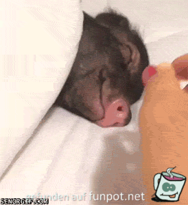 gif Was rieche ich da gif Was rieche ich da