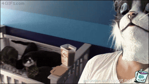 gif Katzenboss gif Katzenboss
