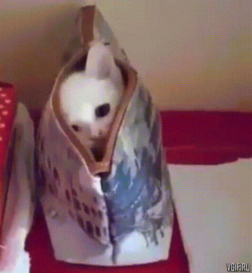 gif Katze