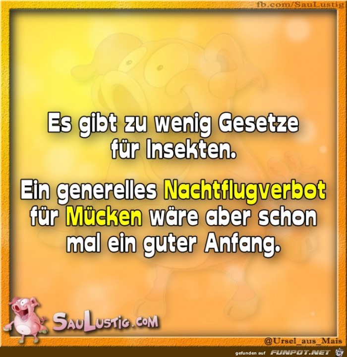 Es-gibt-zu-wenig-Gesetze-fuer-Insekten Es-gibt-zu-wenig-Gesetze-fuer-Insekten