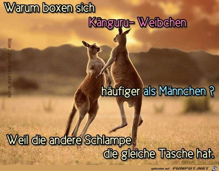 Warum boxen Kaenguru-Weibchen