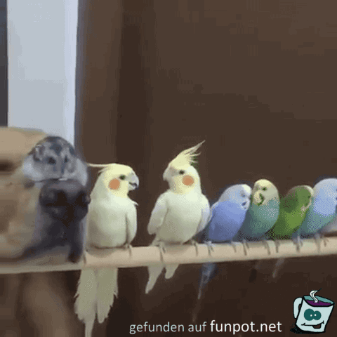 gif Er hat die Ruhe weg gif Er hat die Ruhe weg