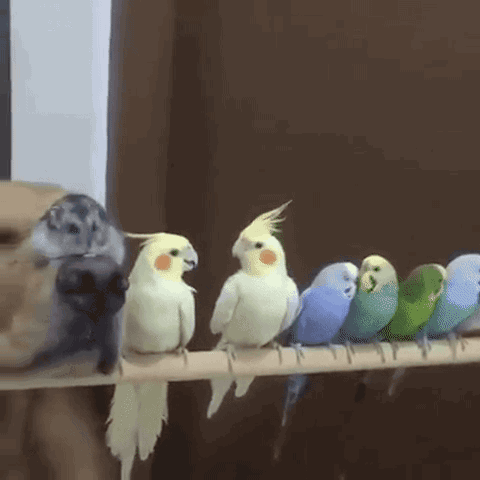 gif Er hat die Ruhe weg