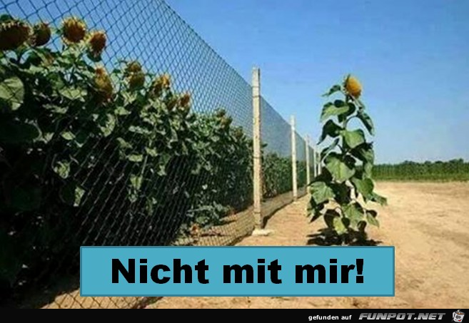 Der Zaun interessiert mich nicht Der Zaun interessiert mich nicht