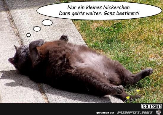 kleines Nickerchen.....