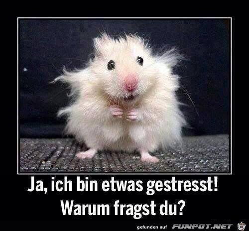 gestresst..... gestresst.....