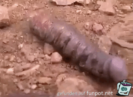 Der erste Schein truegt 7 Der erste Schein truegt 7