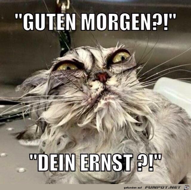 Guten Morgen