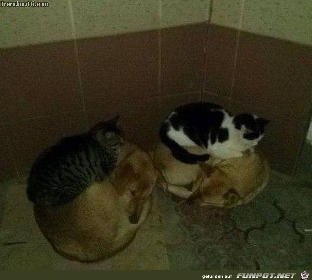die Katze trohnt die Katze trohnt