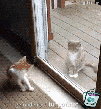 Karate-Cat