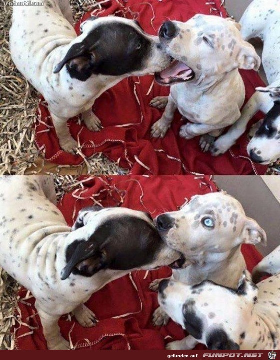 gulp gulp
