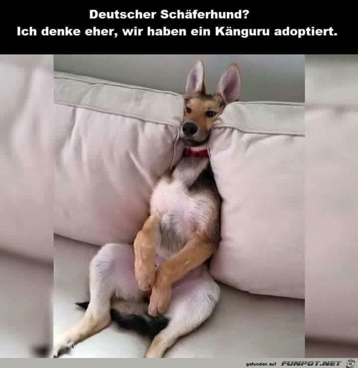 Deutscher Schaeferhund