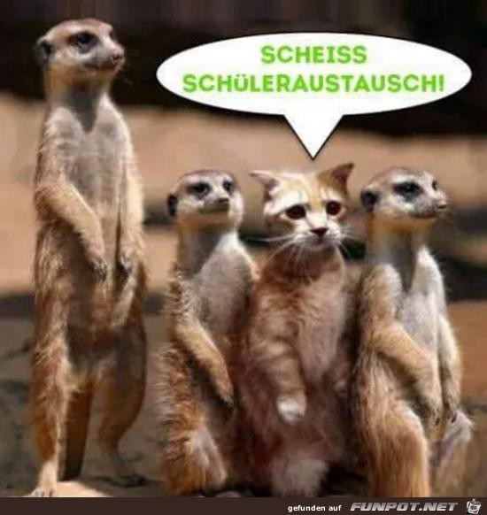 scheiss schleraustausch.....