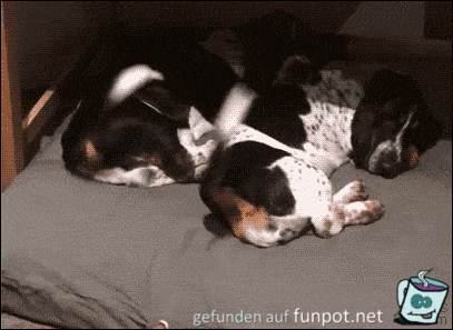 witzige Bilder mit Hunden aus verschiedenen Blogs