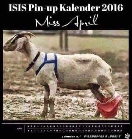 ISIS Pin up Kalender