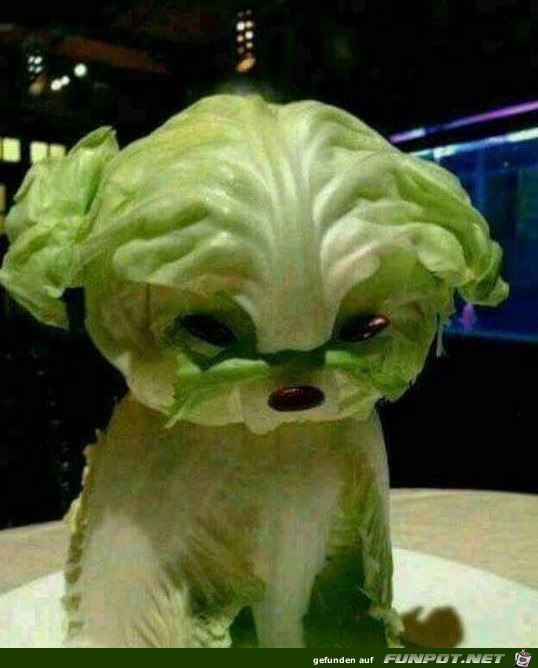 Salat-Hund Salat-Hund