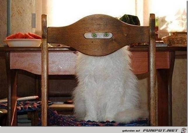 Muslim Katze