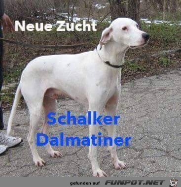 Schalker Dalmatiner