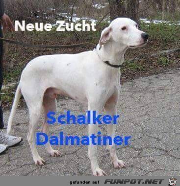 Schalker Dalmatiner Schalker Dalmatiner