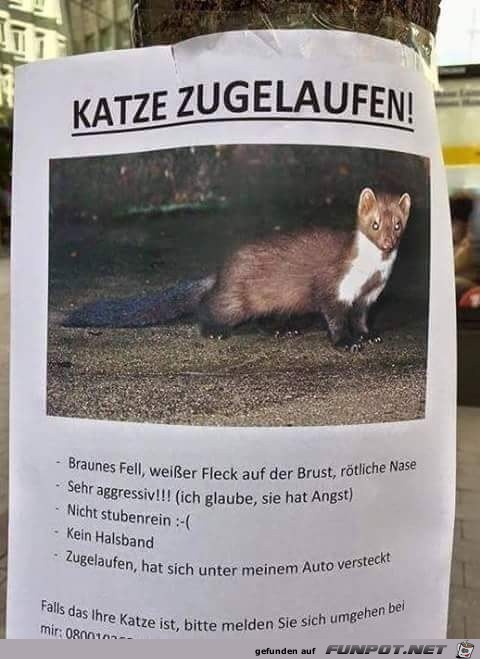 Eine super lustige Bilderzusammenstellung!