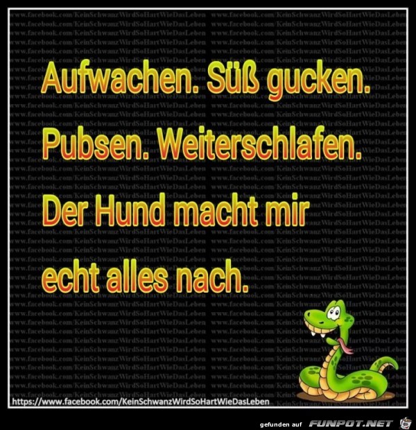Aufwachen Aufwachen