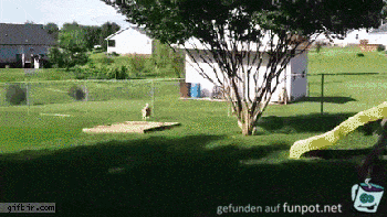 Hund gibt nicht auf Hund gibt nicht auf