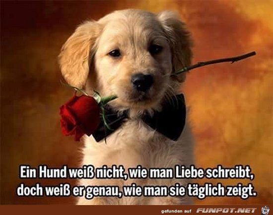 ein Hund weiss nicht ......