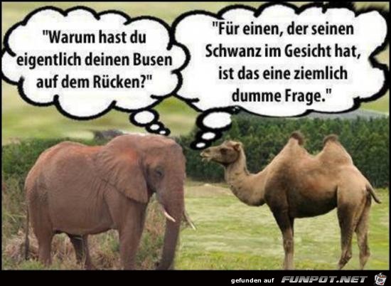 dumme Fragen.......