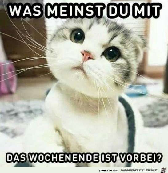 Wie bitte? Wie bitte?