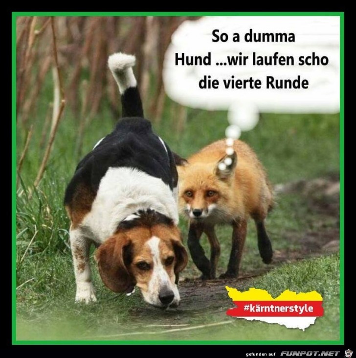 So a dumma Hund