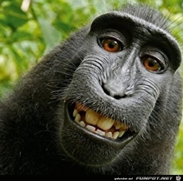 Lustiger Affe Lustiger Affe