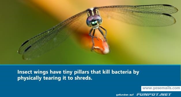 Insektenflügel Insektenflügel