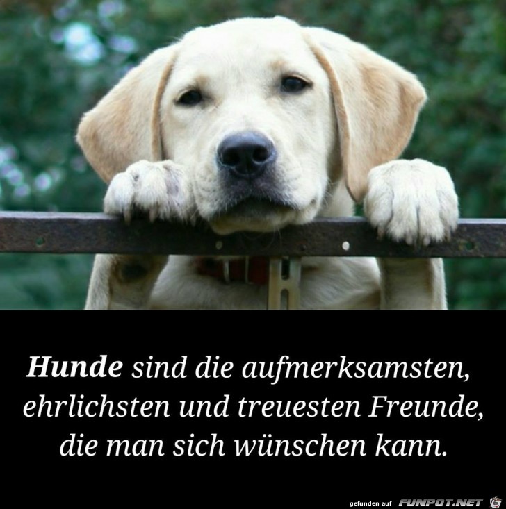 Hunde sind