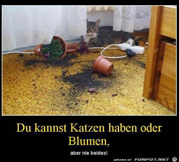 Katzen oder Blumen