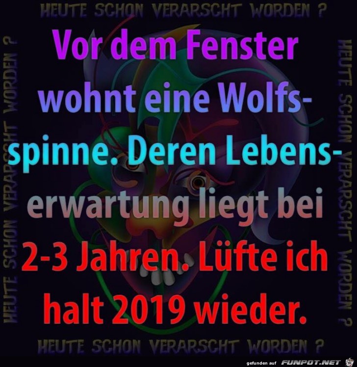 Spinne Spinne