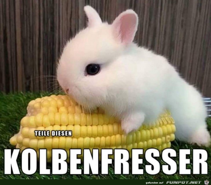 Kolbenfresser