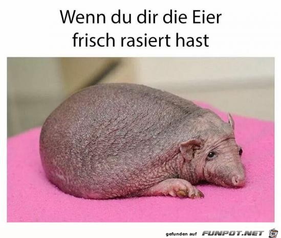wenn du dir die Eier frisch rasiert hast wenn du dir die Eier frisch rasiert hast