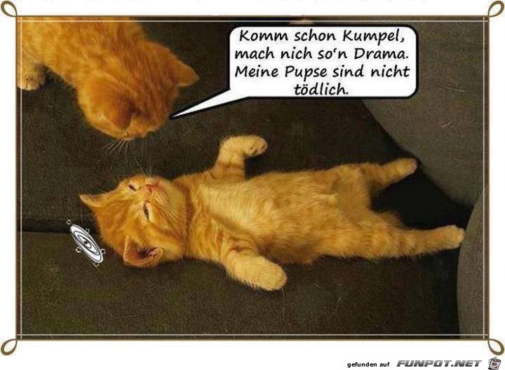 Komm schon Kumpel Komm schon Kumpel